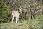 standing Konik Foal