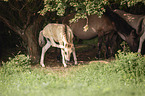 herd of Koniks