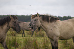 Konik