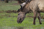 Konik