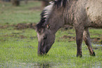 Konik