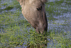 Konik
