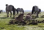 Konik