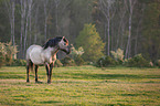 Konik