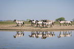 Konik