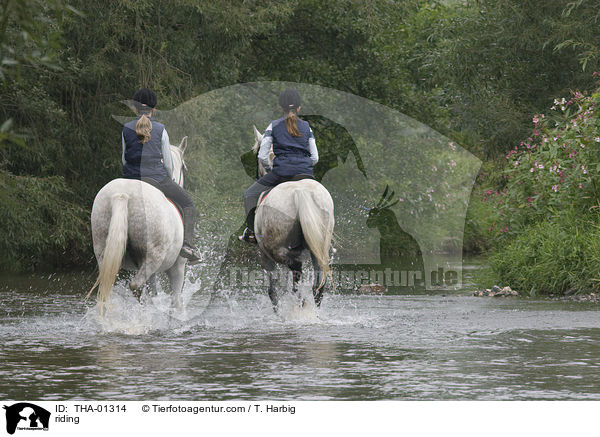 Freizeitreiten / riding / THA-01314