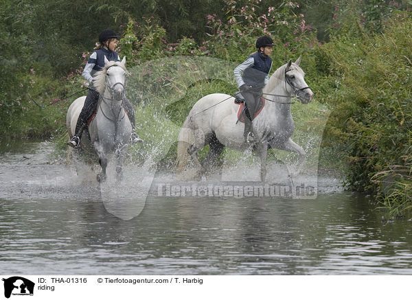 Freizeitreiten / riding / THA-01316