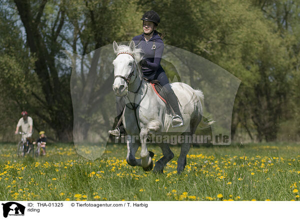 Freizeitreiten / riding / THA-01325