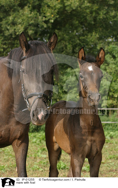 mare with foal / IP-01255