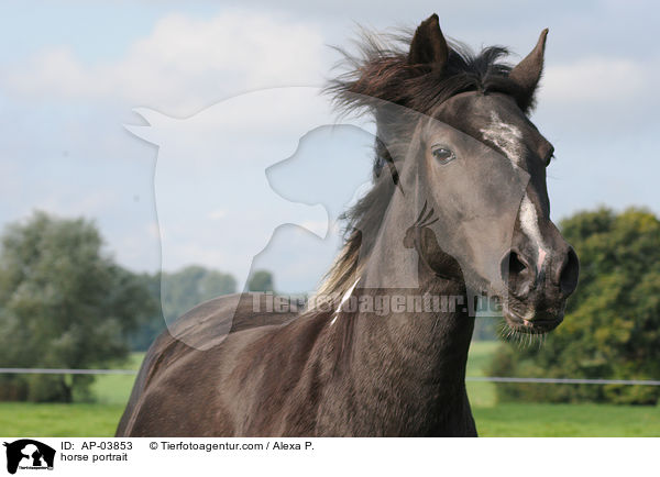 horse portrait / AP-03853