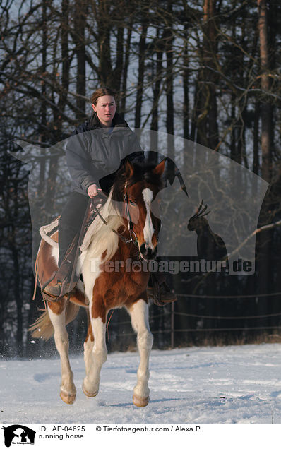 running horse / AP-04625