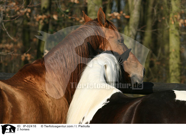 2 horses / IP-02416