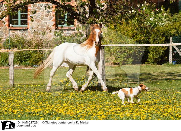 pony and dog / KMI-02729