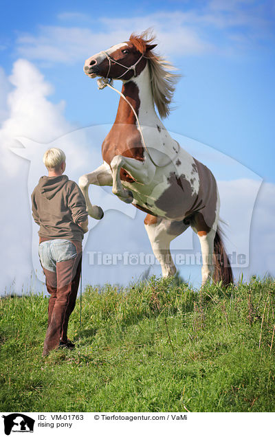 steigender Lewitzer / rising pony / VM-01763