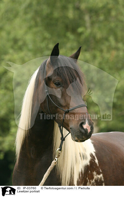 Lewitzer portrait / IP-03760