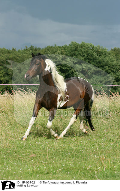 trotting Lewitzer / IP-03762