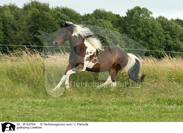galloping Lewitzer / IP-03764