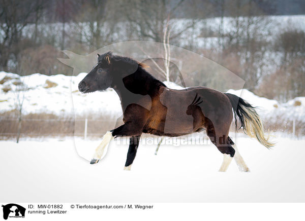 running Lewitzer / MW-01882