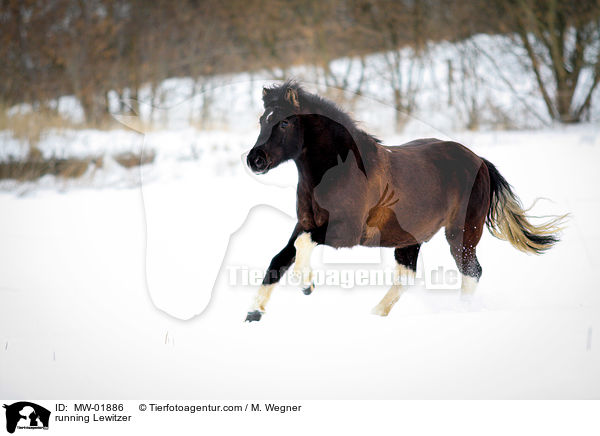 running Lewitzer / MW-01886
