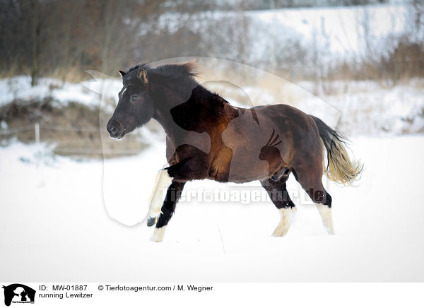 running Lewitzer / MW-01887