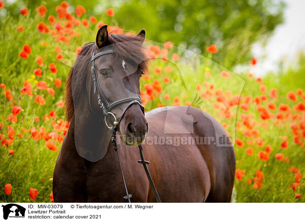 Lewitzer Portrait / MW-03079