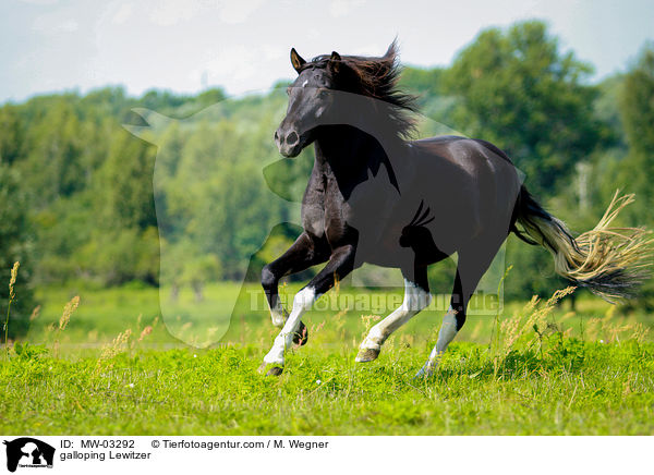 galloping Lewitzer / MW-03292