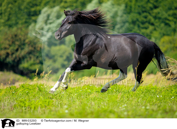 galloping Lewitzer / MW-03293