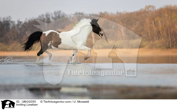 trotting Lewitzer / UM-02050