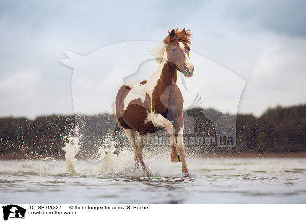 Lewitzer in the water / SB-01227
