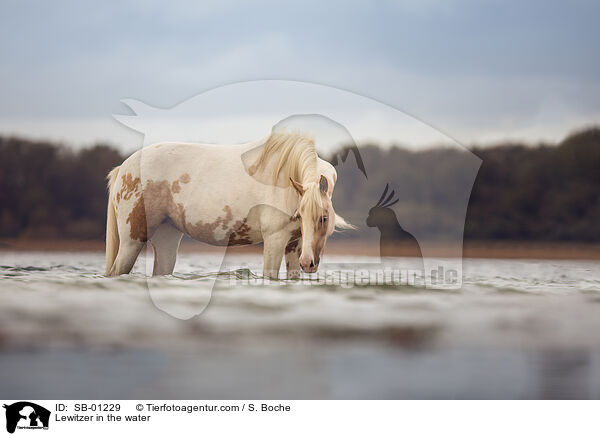 Lewitzer in the water / SB-01229
