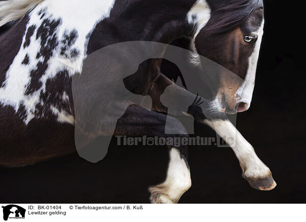 Lewitzer gelding / BK-01404