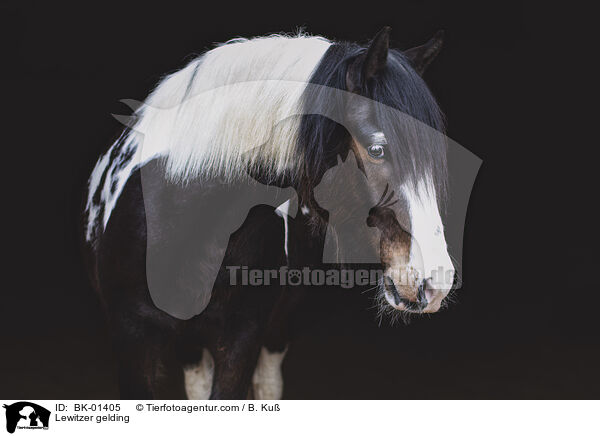 Lewitzer gelding / BK-01405