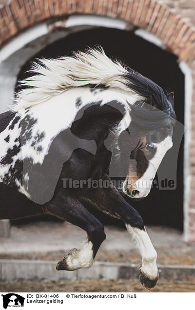Lewitzer gelding / BK-01406