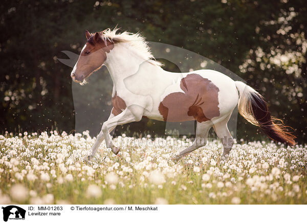 Lewitzer mare / MM-01263