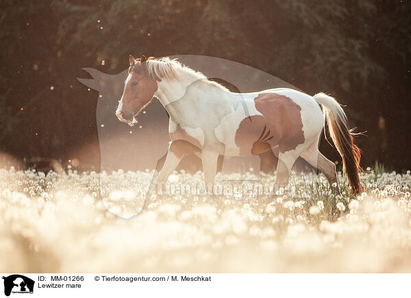 Lewitzer mare / MM-01266