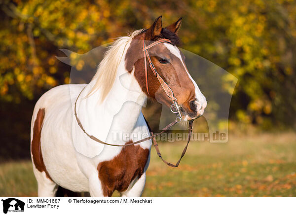 Lewitzer Pony / MM-01687
