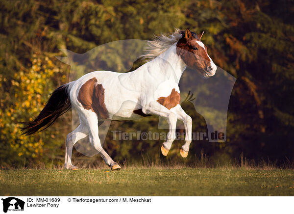 Lewitzer Pony / MM-01689