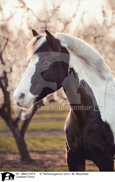 Lewitzer Pony / MM-01875