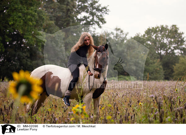 Lewitzer Pony / MM-02096