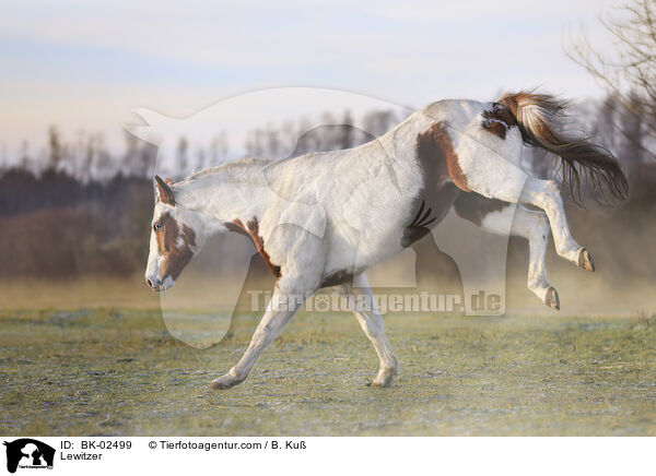 Lewitzer / Lewitzer / BK-02499