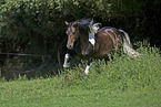 galloping skewbald