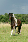 trotting Lewitzer