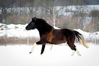 running Lewitzer