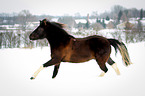 running Lewitzer