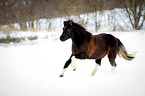 running Lewitzer