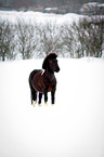 Lewitzer in snow