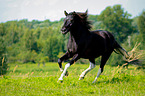 galloping Lewitzer