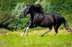 galloping Lewitzer