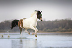 galloping Lewitzer