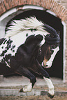 Lewitzer gelding